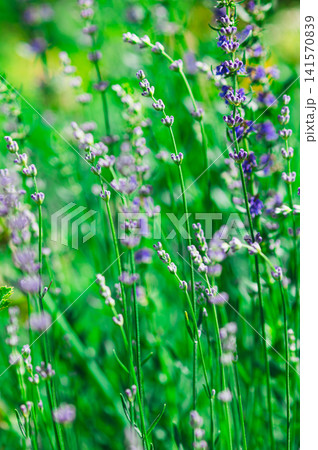 Blooming lavender in a summer green garden on a sunny day Blooming lavender in a summer green garden on a sunny day 141570839