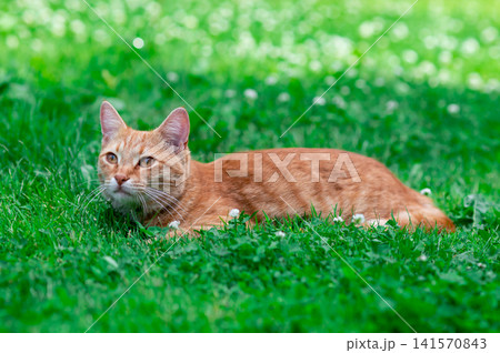 A cute ginger cat with long ears lies on a green lawn on a summer day 141570843