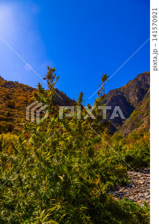 Mature Cannabis Plants in Vibrant Mountain Landscape Mature Cannabis Plants in Vibrant Mountain Landscape 141570921