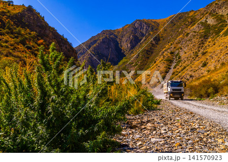 White truck driving on dusty mountain road near wild cannabis in Kyrgyzstan White truck driving on dusty mountain road near wild cannabis in Kyrgyzstan 141570923