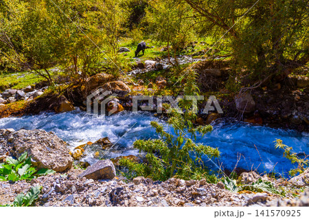 Turquoise River Flowing Through Green Landscape with Grazing Animal and cannabis plant 141570925
