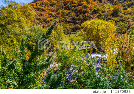 Lush Cannabis Plants by Stream in Kyrgyzstan's Autumn Landscape 141570928