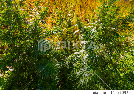Lush Cannabis Plants in Sunlight with Dried Background Lush Cannabis Plants in Sunlight with Dried Background 141570929