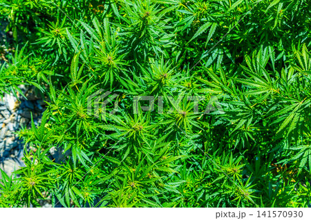 Aerial View of Lush Marijuana Plants in Kyrgyzstan 141570930