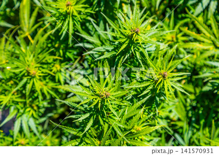 Close-Up of Lush Green Cannabis Plants in Bright Sunlight Close-Up of Lush Green Cannabis Plants in Bright Sunlight 141570931