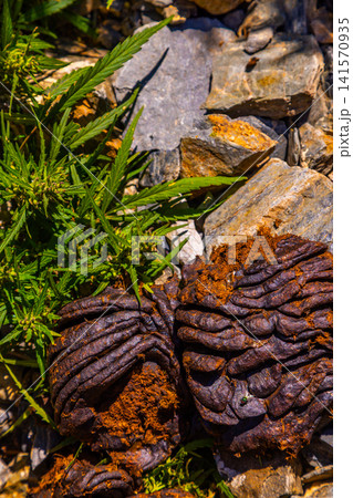 Dried Animal Excrement and Cannabis Plant on Rocky Ground 141570935