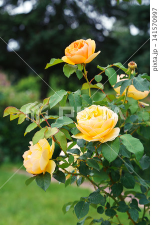 Colorful rose bush, tree with yellow blooming flowers in lush summer garden landscape background Colorful rose bush, tree with yellow blooming flowers in lush summer garden landscape background 141570997