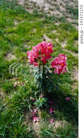 Close-up of two vibrant pink snapdragon flowers against a green grass background, bloom concept. Close-up of two vibrant pink snapdragon flowers against a green grass background, bloom concept. 141571155