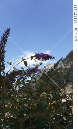 Purple butterfly bush flowers against a bright blue sky with a mountain landscape in background, vibrancy concept. Purple butterfly bush flowers against a bright blue sky with a mountain landscape in background, vibrancy concept. 141571158