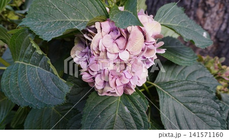Close-up of a pink hydrangea flower in full bloom surrounded by large dark green leaves, beauty concept. Close-up of a pink hydrangea flower in full bloom surrounded by large dark green leaves, beauty concept. 141571160
