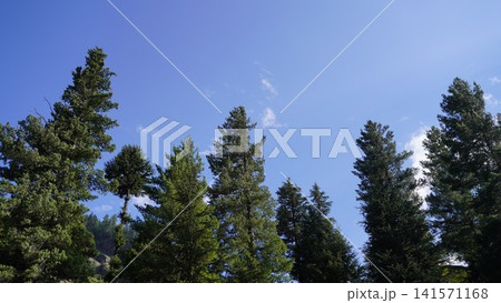Tall evergreen trees stretching toward a bright blue sky with wispy white clouds, nature concept. 141571168