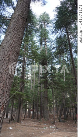 Tall pine forest viewed from ground level looking up at towering evergreen trees, verticality concept. 141571171