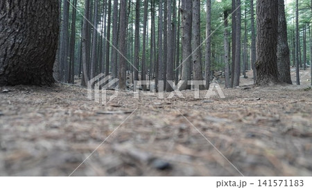 Low-angle of a dense pine forest with tall, straight tree trunks and a pine needle floor, density concept. Low-angle of a dense pine forest with tall, straight tree trunks and a pine needle floor, density concept. 141571183