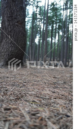 Close-up of pine forest floor with a large tree trunk in the foreground and tall trees, canopy concept. 141571184