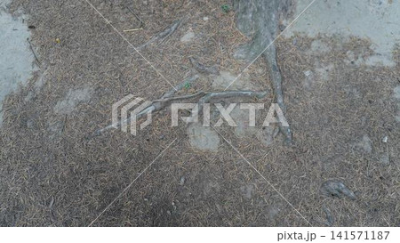 Close-up of thick, gnarled tree roots emerging from dark brown soil, showing an intricate network, foundation concept. Close-up of thick, gnarled tree roots emerging from dark brown soil, showing an intricate network, foundation concept. 141571187