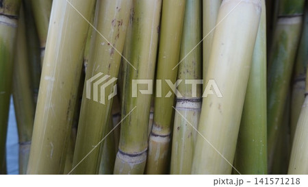Close-up macro of fresh sugar cane stalks with smooth, polished surface arranged vertically, crop concept. Close-up macro of fresh sugar cane stalks with smooth, polished surface arranged vertically, crop concept. 141571218