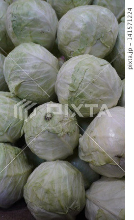 Close-up of stacked green cabbage heads with layered leaves filling the frame, density concept. Close-up of stacked green cabbage heads with layered leaves filling the frame, density concept. 141571224