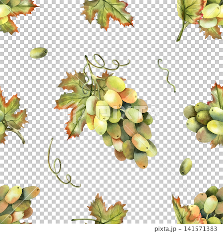 Watercolor green grapes seamless pattern. Hand-painted repeatable grapevine, fresh berries, green leaves isolated on white background for kitchen wallpapers, tablecloth, winery branding Watercolor green grapes seamless pattern. Hand-painted repeatable grapevine, fresh berries, green leaves isolated on white background for kitchen wallpapers, tablecloth, winery branding 141571383