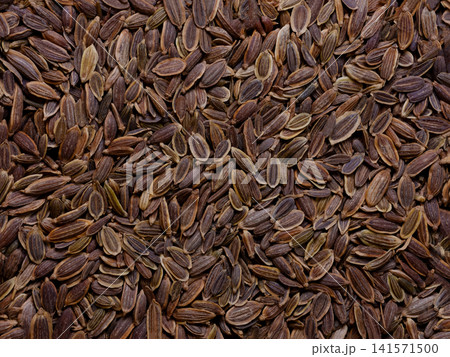 dill seeds ideal food and spice background dill seeds ideal food and spice background 141571500