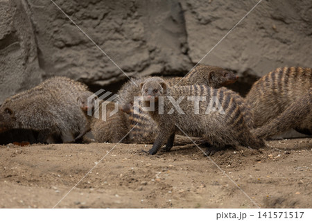 Banded Mongoose, group with baby, Mungos mungo Banded Mongoose, group with baby, Mungos mungo 141571517