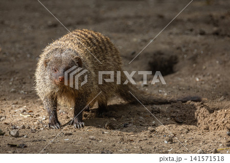 Banded Mongoose, group with baby, Mungos mungo Banded Mongoose, group with baby, Mungos mungo 141571518