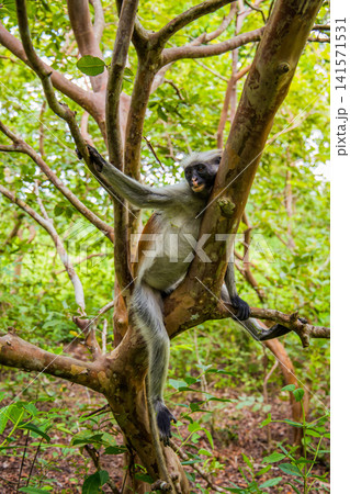 Zanzibar red king colobus closeup 141571531