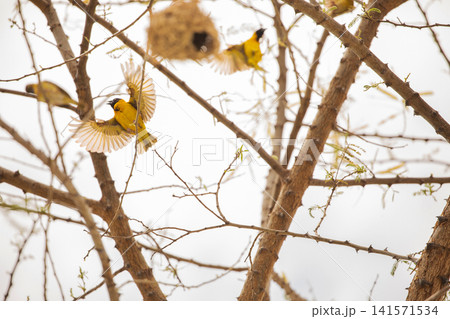 Weaver bird weaver finches building nest Weaver bird weaver finches building nest 141571534