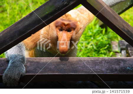 Proboscis Monkey Nasalis larvatus in mangrove rain forest Proboscis Monkey Nasalis larvatus in mangrove rain forest 141571539