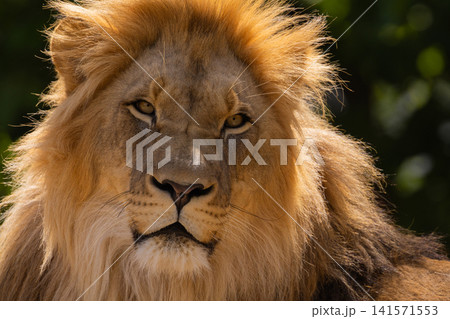 close-up image of a lion's head. expression is calm and majestic 141571553