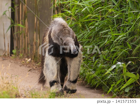 Giant anteater cute animal from Brazil. Giant anteater cute animal from Brazil. 141571555