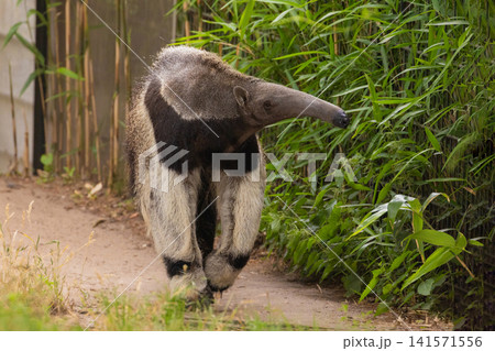 Giant anteater cute animal from Brazil. Giant anteater cute animal from Brazil. 141571556