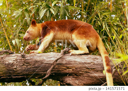 Tree kangaroo climbing log surrounded by lush green foliage in a natural habitat Tree kangaroo climbing log surrounded by lush green foliage in a natural habitat 141571571