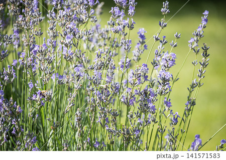 Blooming lavender flowers growing in sunny garden during summer season Blooming lavender flowers growing in sunny garden during summer season 141571583