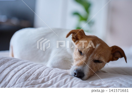 Jack Russell Terrier lying on bed with eyes partly closed in bright bedroom Jack Russell Terrier lying on bed with eyes partly closed in bright bedroom 141571681