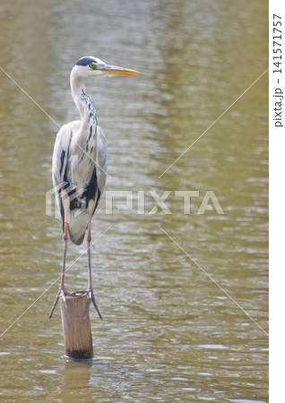 Great blue heron (Ardea herodias) standing on a log with a grey water background 141571757