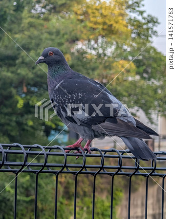 フェンスに止まる一羽のハト|都市の野鳥を捉えた自然観察写真 フェンスに止まる一羽のハト|都市の野鳥を捉えた自然観察写真 141571783