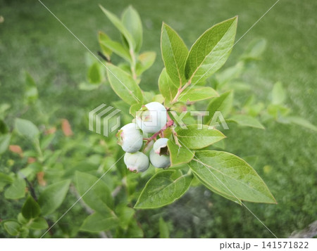 Unripe blueberries on a green bush Unripe blueberries on a green bush 141571822