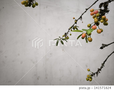 Unripe cherries with a slight yellow tint in a bunch 141571824