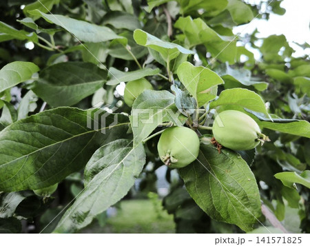 Unripe light green apples on a thick branch of an apple tree Unripe light green apples on a thick branch of an apple tree 141571825