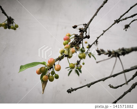 A bunch of cherries with unripe berries among the foliage A bunch of cherries with unripe berries among the foliage 141571882