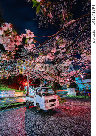 軽トラックと満開の夜桜 軽トラックと満開の夜桜 141571891