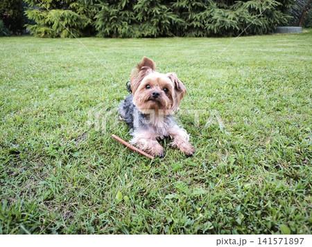 An adorable Yorkshire Terrier holding a stick against a backdrop of thick grass An adorable Yorkshire Terrier holding a stick against a backdrop of thick grass 141571897