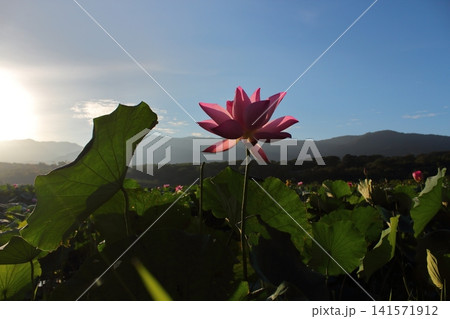 花 フラワー お花 141571912