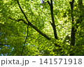 木漏れ日と新緑の葉 141571918