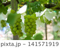 緑のぶどうの房、太陽の光 141571919