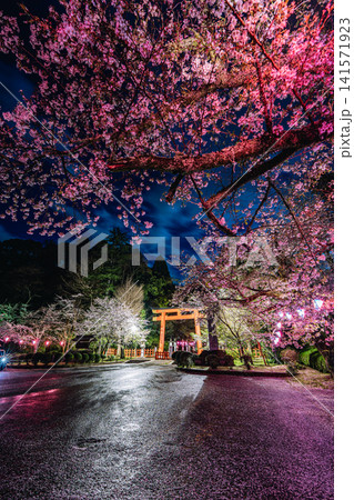 香取神宮の朱塗の大鳥居と夜桜ライトアップ 香取神宮の朱塗の大鳥居と夜桜ライトアップ 141571923