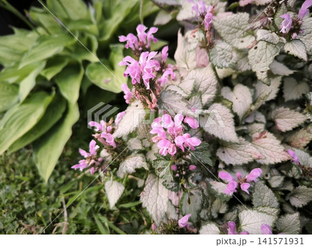 Delicate pink deadnettle flowers on variegated foliage Delicate pink deadnettle flowers on variegated foliage 141571931