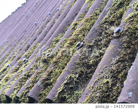 sloped grey slate roof covered with patches of green moss 141572009