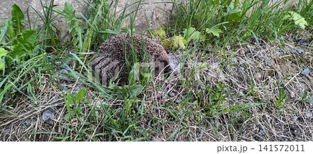 wild hedgehog with brown and white spines in green grass wild hedgehog with brown and white spines in green grass 141572011
