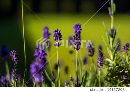 Blooming lavender flowers illuminated by warm sunlight in a summer garden. Purple blossoms stand against a soft green bokeh background. Blooming lavender flowers illuminated by warm sunlight in a summer garden. Purple blossoms stand against a soft green bokeh background. 141572084